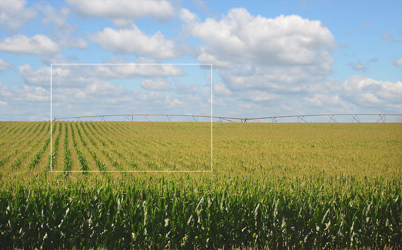Nebraska cornfield photo by Richard Hurd