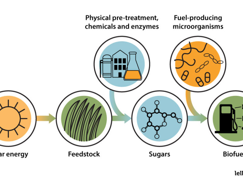 Biofuel textbook illustration by Jeni Paltiel