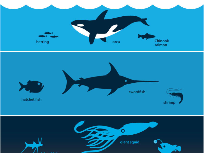 Ocean creatures textbook illustration by Jeni Paltiel
