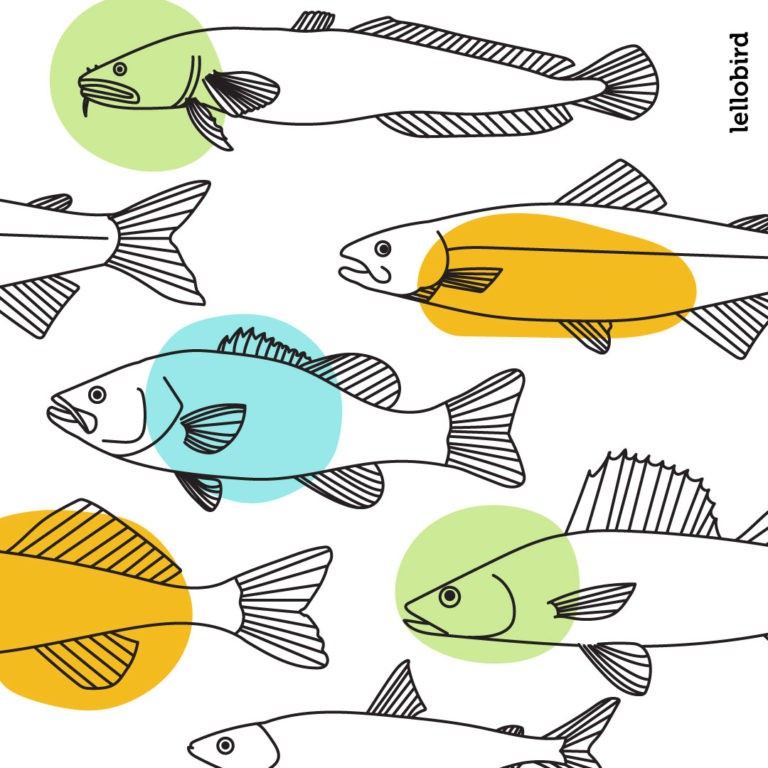 Fish textbook illustration by Jeni Paltiel