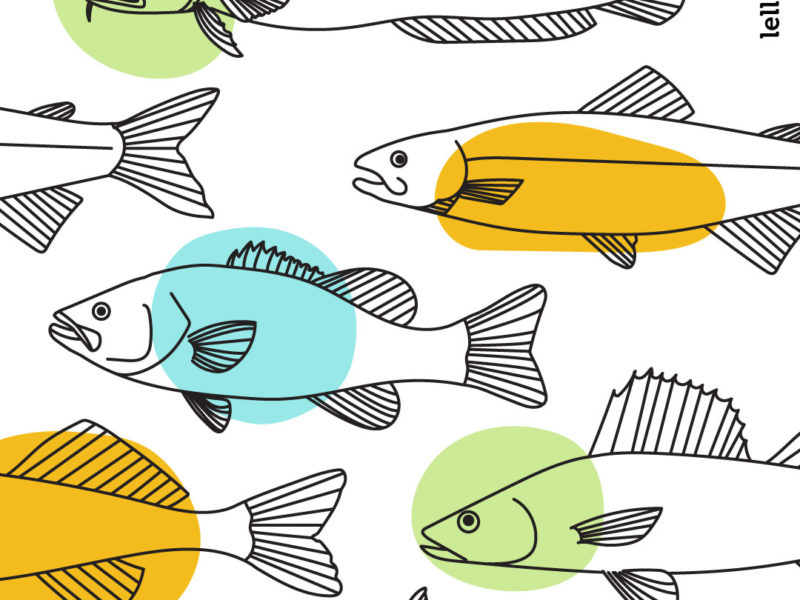 Fish textbook illustration by Jeni Paltiel