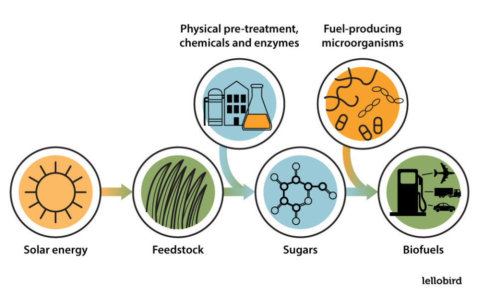 Ecology Textbook - Biofuels