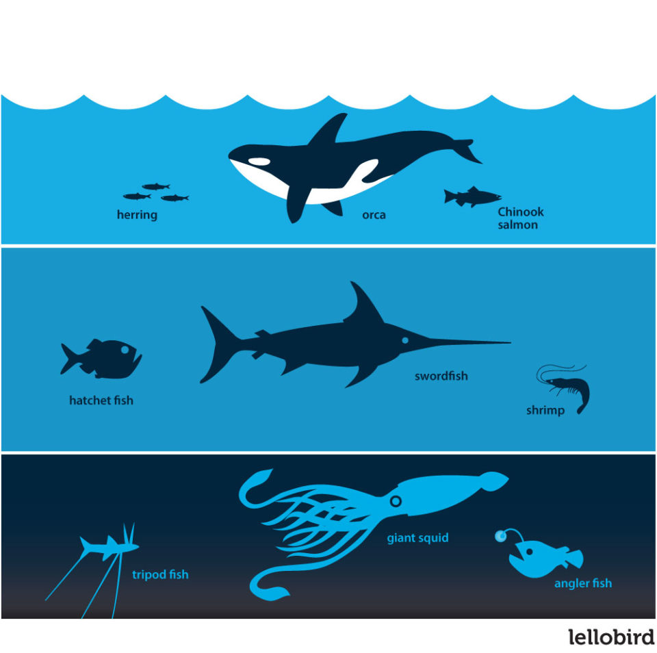 Ecology Textbook - Ocean Life