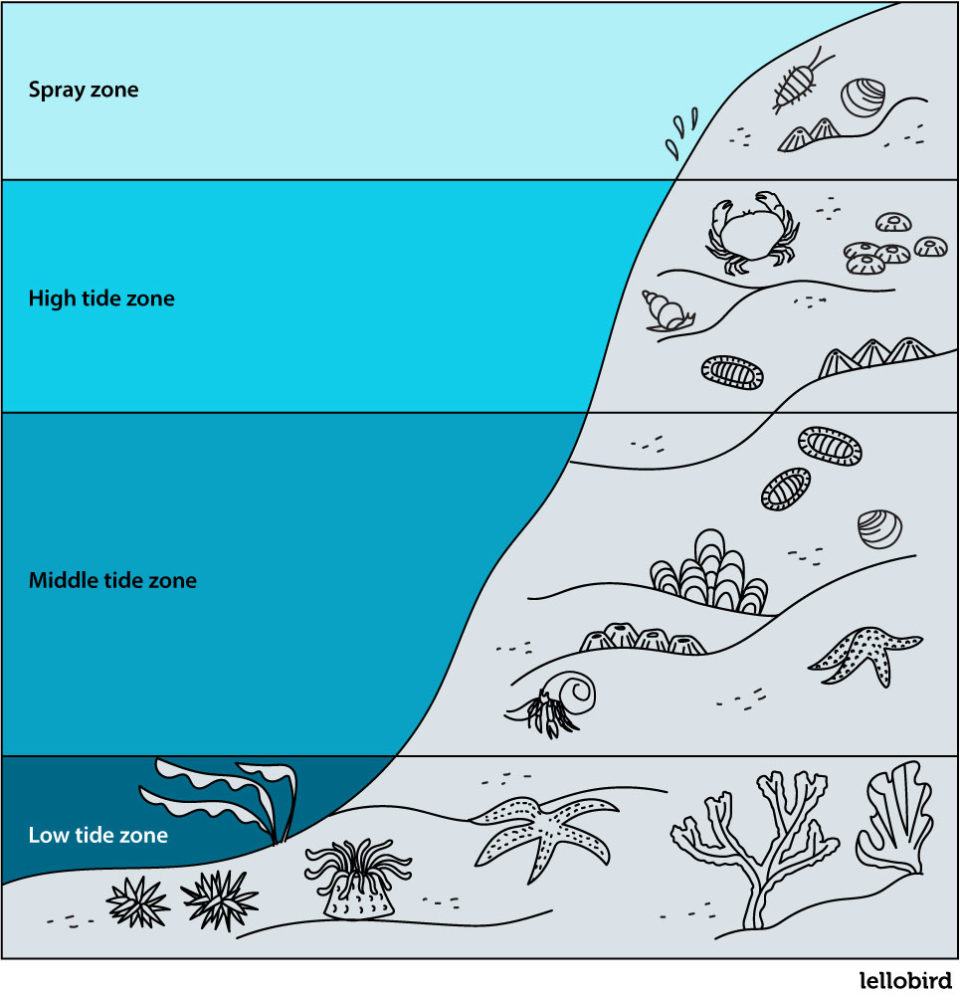 Ecology Textbook - Tidal Zones