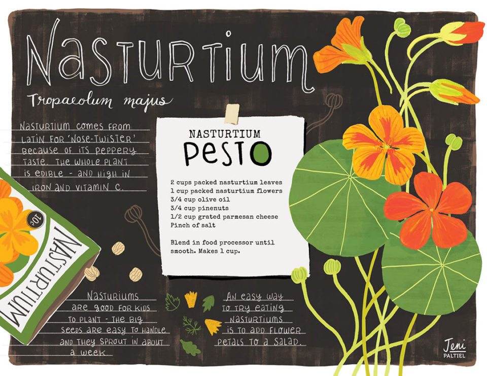 Nasturtiums nonfiction book page by Lellobird